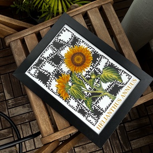 Helianthus annuus print  - művészet - grafika & illusztráció - művészi nyomat - Meska.hu