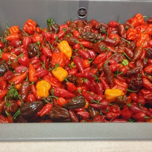 Vegyes chili krém 130 ml - élelmiszer - fűszer - Meska.hu