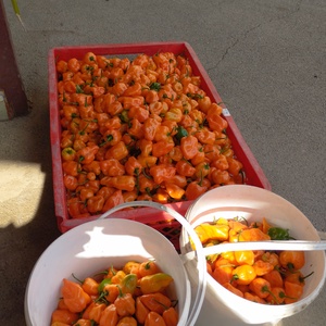 Chilis Ajvár 130 ml - élelmiszer - fűszer - Meska.hu