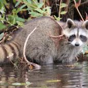 Mosómedve álarc és farok filcből - ruha & divat - jelmez & álarc - álarc - Meska.hu