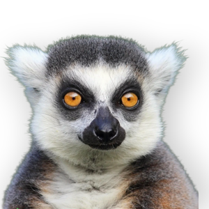 Gyűrűsfarkú maki álarc és farok filcből - ruha & divat - jelmez & álarc - álarc - Meska.hu