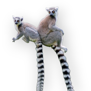 Gyűrűsfarkú maki álarc és farok filcből - ruha & divat - jelmez & álarc - álarc - Meska.hu