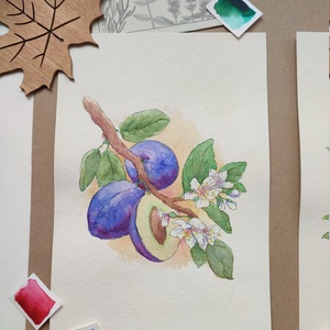 Érik a szilva - akvarell illusztráció papíron - művészet - festmény - akvarell - Meska.hu