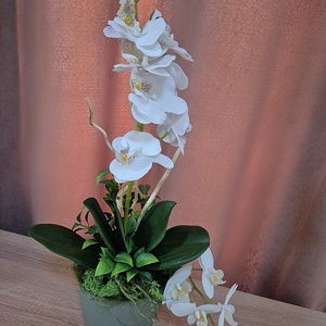 Orchidea cserepben  - Meska.hu