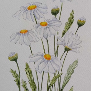 Margaréták  akvarell , Művészet, Festmény, Akvarell, Festészet, MESKA