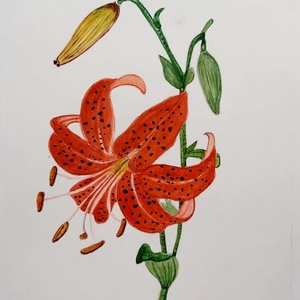 Liliom akvarell, Művészet, Festmény, Akvarell, Festészet, Eredeti, kézzel festett akvarell festmény, nem nyomat A4-es méret, keret nélkül,  Hahnemühle hot pr..., MESKA