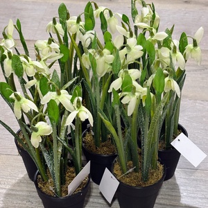 Hóvirág deres ,cserepes , Otthon & Életmód, Dekoráció, Asztal és polc dekoráció, Asztaldísz, , MESKA