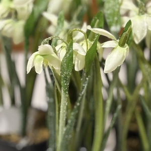 Hóvirág deres ,cserepes  - otthon & életmód - dekoráció - asztal és polc dekoráció - asztaldísz - Meska.hu