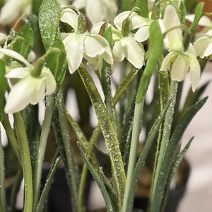 Hóvirág deres ,cserepes  - otthon & életmód - dekoráció - asztal és polc dekoráció - asztaldísz - Meska.hu