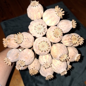 20 darab/ csokor mákfej szárral - diy (csináld magad) - egységcsomag - Meska.hu 20 darab/ csokor mákfej szárral - diy (csináld magad) - egységcsomag - Meska.hu