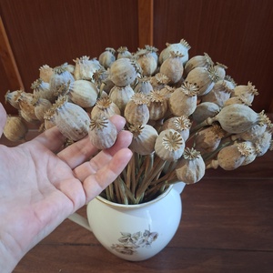 Szárított mákgubó, mák különböző méretű szárral - kellékek & szerszámok - dekorációs kellékek - termések, terméscsomagok - Meska.hu