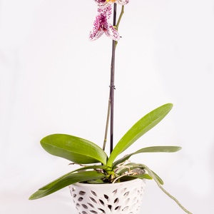 Orchidea kerámia kaspó - Meska.hu