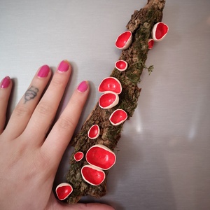 Osztrák csészegomba hűtőmágnes  - otthon & életmód - konyhafelszerelés, tálalás - konyhai dekoráció - hűtőmágnes - Meska.hu