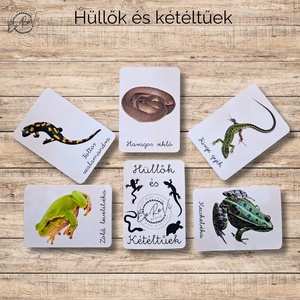 Hüllők és kétéltűek Ismeretterjesztő kártyacsomag  - játék & sport - táblajáték és kártyajáték - kártya - Meska.hu