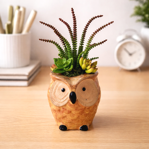 Pozsgás dekoráció bagoly kaspóban, Otthon & Életmód, Virágdekoráció, Virágdíszek, Virágdísz kaspóban, , MESKA