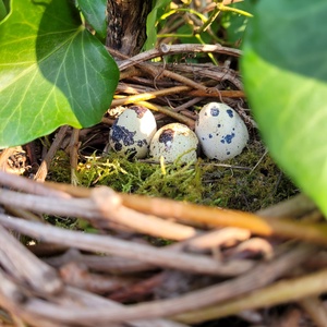 Vadszőlő indából készült kézműves húsvéti nyuszifészek – természetes, 30 cm, Otthon & Életmód, Dekoráció, Húsvéti asztaldíszek, Fonás (csuhé, gyékény, stb.), Kosárfonás, Íme egy kézzel készült húsvéti nyuszifészek természetes vadszőlő indából gondosan formázva, kb. 30 ..., MESKA