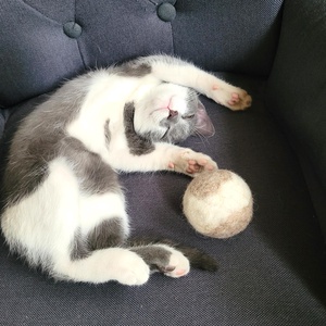 Természetes nemez macskajáték diócsörgővel � kézműves gyapjú labda cicáknak (4�7 cm), Otthon & Életmód, Kisállatoknak, Cicáknak & Macskáknak, Nemezelés, MESKA