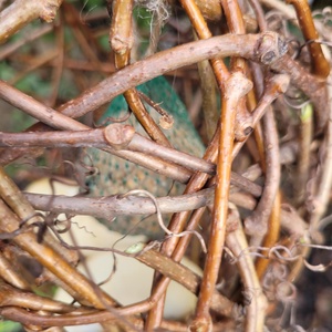 Vadszőlő indákból szőtt gömb alakú kézműves madáretető - otthon & életmód - ház & kert - madáretető & itató - Meska.hu