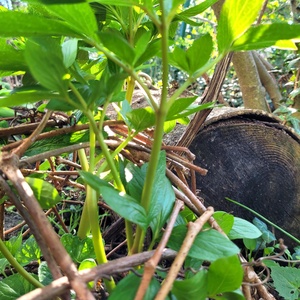 Természetes növénytámasz vadszőlő indából szőve  � félgömb forma, komposztálható - otthon & életmód - ház & kert - növény & veteményes - Meska.hu