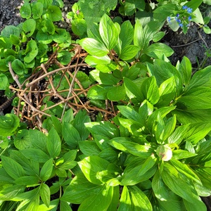 Természetes növénytámasz vadszőlő indából szőve  � félgömb forma, komposztálható, Otthon & Életmód, Ház & Kert, Növény & Veteményes, Fonás (csuhé, gyékény, stb.), Kosárfonás, MESKA