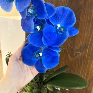 Nagy virgú kék orchidea 60 cm - otthon & életmód - dekoráció - asztal és polc dekoráció - asztaldísz - Meska.hu