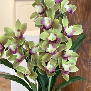 Cymbidium csónak orchidea 60 cm - otthon & életmód - dekoráció - asztal és polc dekoráció - asztaldísz - Meska.hu