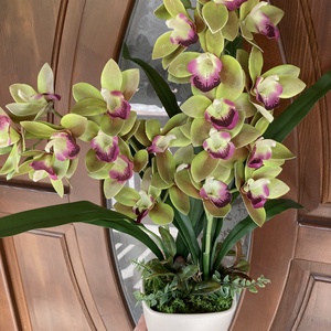 Cymbidium csónak orchidea 60 cm - otthon & életmód - dekoráció - asztal és polc dekoráció - asztaldísz - Meska.hu