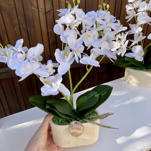 Nőnapi Orchidea asztaldísz, Otthon & Életmód, Virágdekoráció, Virágdíszek, Virágdísz kaspóban, Virágkötés, MESKA