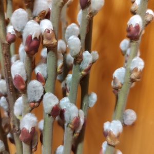 Barka csokor - barkaág - otthon & életmód - virágdekoráció - virágok - virágcsokor - Meska.hu