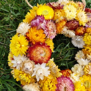 Szárazvirág kopogtató, tavaszi koszorú - otthon & életmód - dekoráció - ajtó- és ablak dekoráció - ajtódísz & kopogtató - Meska.hu