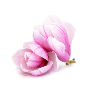 Magnolia illatolaj 10gr - Meska.hu