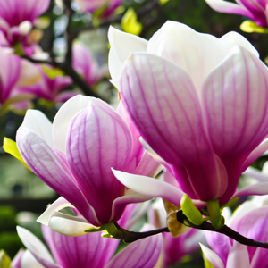 Velvet Magnolia Diffúzor - otthon & életmód - gyertya, illat, aroma - párologtató - Meska.hu