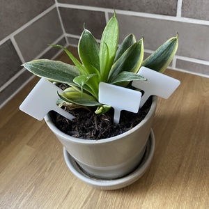 Növényjelölő - otthon & életmód - ház & kert - növény & veteményes - Meska.hu