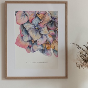 Hortenzia akvarell botanikai illusztráció A4-es méretben, Művészet, Festmény, Akvarell, Festészet, Meska