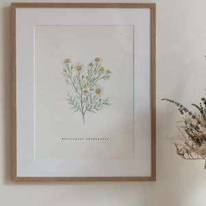 Kamilla akvarell botanikai illusztráció A4-es méretben, Művészet, Festmény, Akvarell, Festészet, MESKA