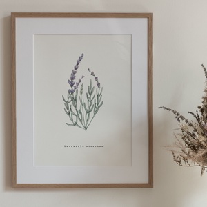 Levendula akvarell botanikai illusztráció A4-es méretben, Művészet, Festmény, Akvarell, Festészet, MESKA