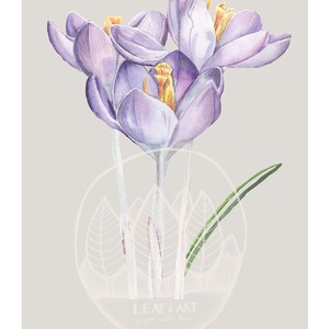Őszi kikerics akvarell botanikai illusztráció A4-es méretben - művészet - festmény - akvarell - Meska.hu