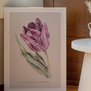 Lila tulipán akvarell botanikai illusztráció A4-es méretben, Művészet, Festmény, Akvarell, Festészet, MESKA