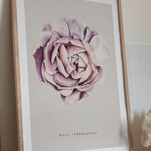 Rózsa akvarell botanikai illusztráció A4-es méretben, Művészet, Festmény, Akvarell, Festészet, Meska