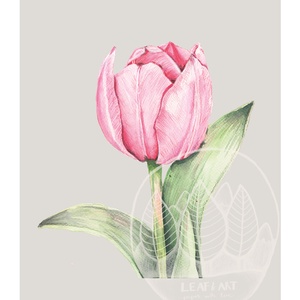 Rózsaszín tulipán akvarell botanikai illusztráció A4-es méretben - művészet - festmény - akvarell - Meska.hu Rózsaszín tulipán akvarell botanikai illusztráció A4-es méretben - művészet - festmény - akvarell - Meska.hu