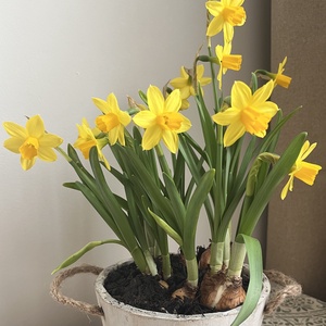 Tavaszi virágtál - közepes - Meska.hu