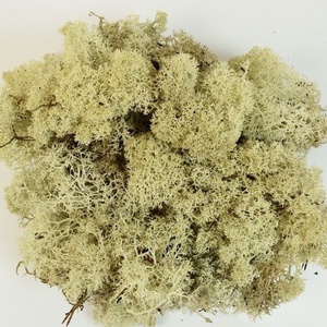 Izlandi moha , Izlandi zuzmó - natúr és vil.zöld - 1 kg/csomag - kellékek & szerszámok - dekorációs kellékek - egyéb kellékek - Meska.hu
