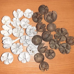 SZT-9032. Tulipán termés több színben   50gr/cs. - kellékek & szerszámok - dekorációs kellékek - egyéb kellékek - Meska.hu