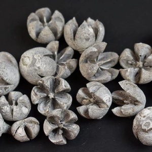 SZT-9032. Tulipán termés több színben   50gr/cs. - kellékek & szerszámok - dekorációs kellékek - egyéb kellékek - Meska.hu