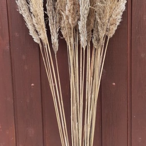 FN-7093. Pampafű natúr és fehérített - kellékek & szerszámok - dekorációs kellékek - egyéb kellékek - Meska.hu