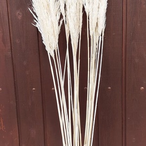 FN-7093. Pampafű natúr és fehérített - kellékek & szerszámok - dekorációs kellékek - egyéb kellékek - Meska.hu