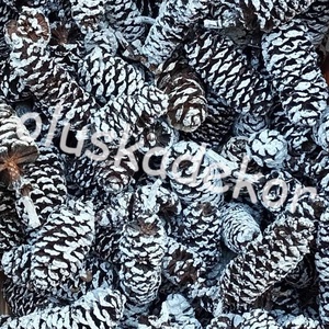Éger indiai, termés, dekor, natúr és színes, 50gr./cs. - kellékek & szerszámok - dekorációs kellékek - egyéb kellékek - Meska.hu