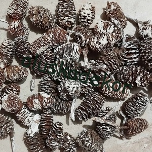 Éger, óriás, száraztermés, natúr, és színes, 20gr./cs. - kellékek & szerszámok - dekorációs kellékek - egyéb kellékek - Meska.hu