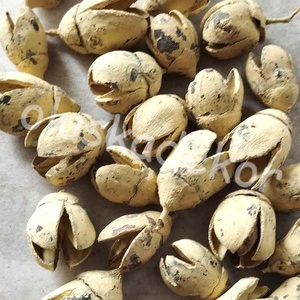 Bakuli, termés, száraztermés, dekor, sok szín, 50gr./cs. - kellékek & szerszámok - dekorációs kellékek - egyéb kellékek - Meska.hu