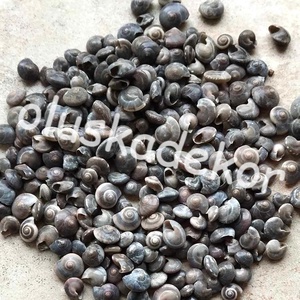 Köldökcsiga, fekete, natúr, dekor,100gr./cs., Kellékek & szerszámok, Dekorációs kellékek, Egyéb kellékek, Virágkötés, Mindenmás, MESKA